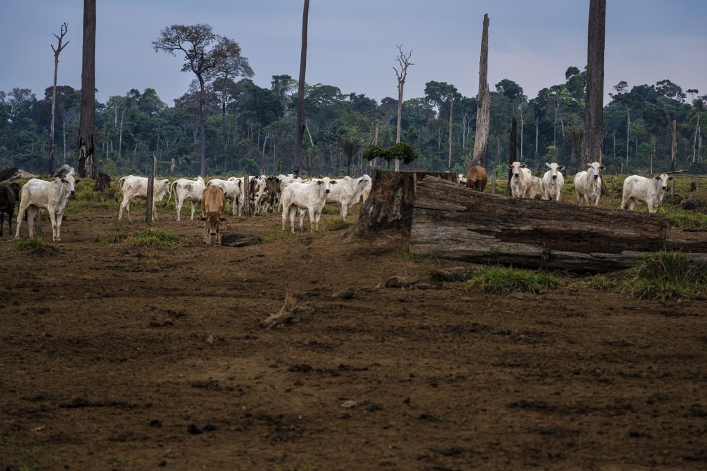 Cattle stand against a background of trees, with a giant fallen tree trunk in the middle of the cattle.