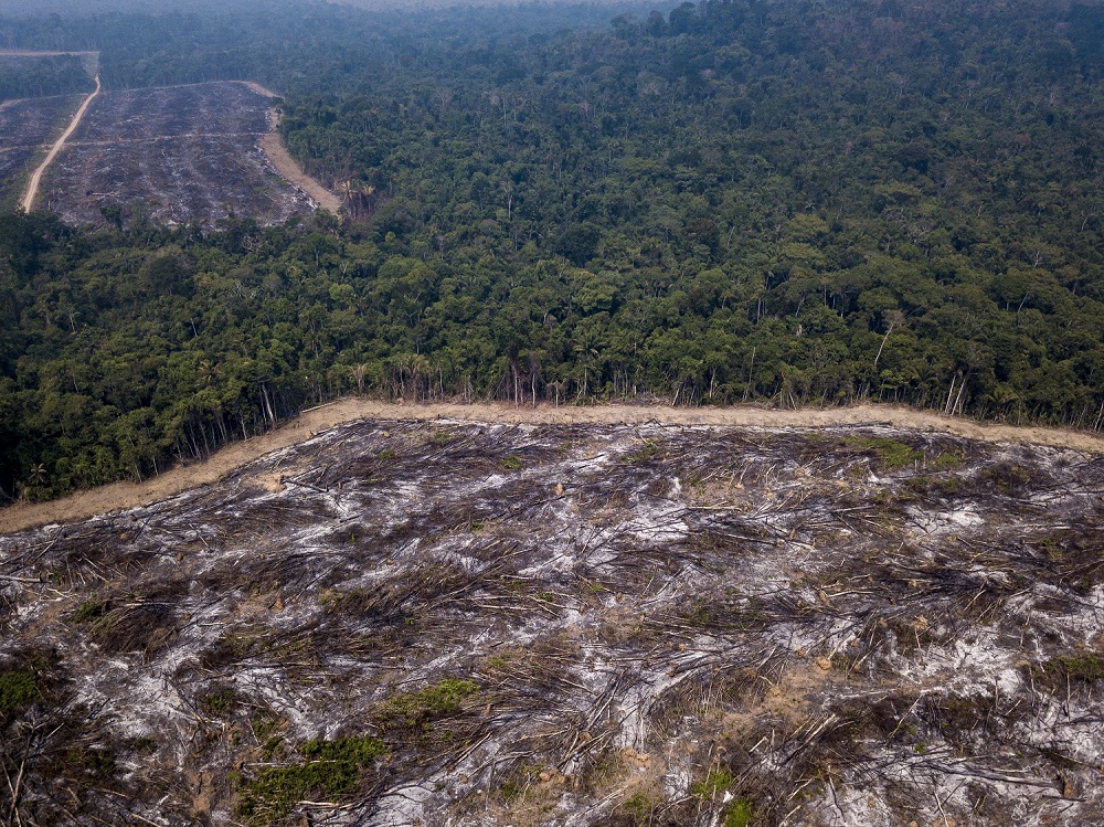 Aerial view of standing trees in the Amazon, with a large corner of them burned and felled to the ground.