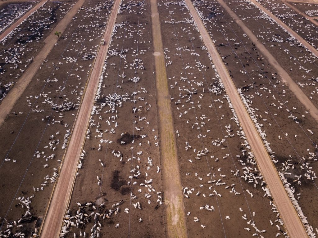 Aerial view of cattle confinement farm in the Amazon. Many cows on a muddy ground.